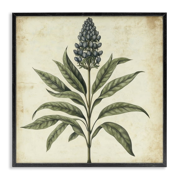 Stupell Industries French Country Vintage Blue Botanical Illustration Black Framed Giclee Art, 12 x 12, by Petals Prints Design