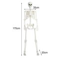 thumbnail image 5 of 5.4FT Halloween Life Size Light-up Skeleton Decor Movable Joints Realistic Full Body Bones Skeleton Prop with Glowing Eyes, 5 of 8