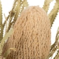 thumbnail image 3 of Vickerman 12" Natural Banksia Flower. Includes 25 Stems per Pack. Dried, 3 of 6