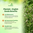 thumbnail image 3 of Outsidepride English PlantainITSC&nbsp;Seeds for Planting - 5,000 Pcs Perennial, Easy-to-Grow Herb Seeds for Culinary, Farm & Household Uses, Low-Growing Foliage for Tropical & Subtropical Climates, 3 of 3