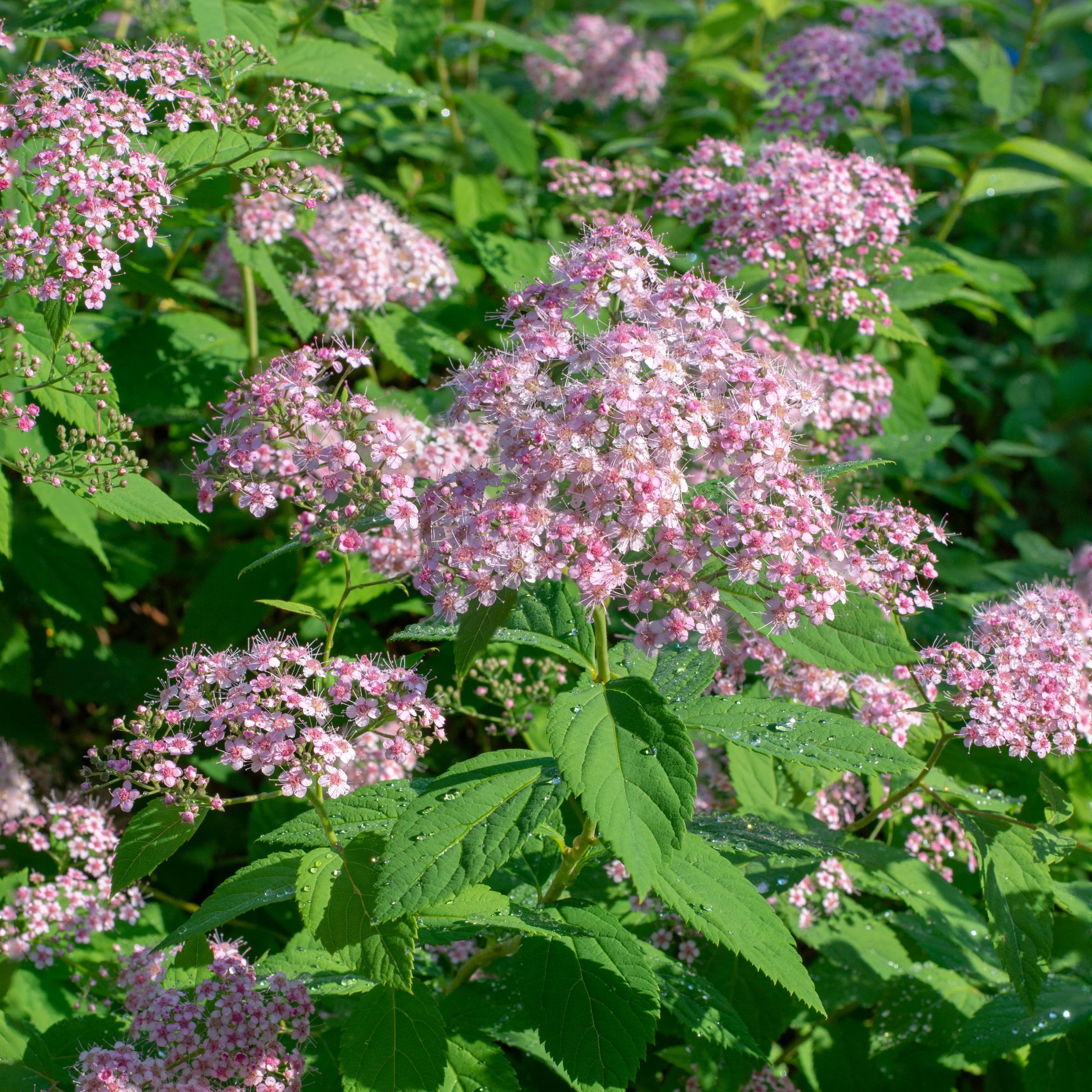 National Plant Network 3 gal. Spirea Little Princess Shrub