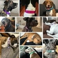 thumbnail image 4 of Blueberry Pet Essentials Martingale Safety Training Dog Collar, Lavender, Large, Heavy Duty Nylon Adjustable Collars for Dogs, 4 of 5
