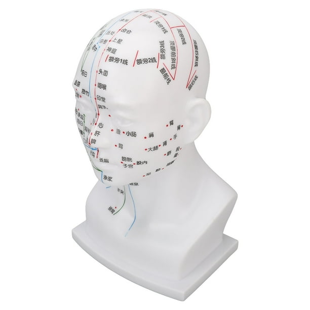 Modelo de cabeza de acupuntura para enseñanza, modelo de cabeza de punto de acupuntura, modelo de cabeza de acupuntura, modelo de cabeza de acupuntura para práctica, estética elegante