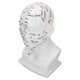 thumbnail image 1 of Modelo de cabeza de acupuntura para enseñanza, modelo de cabeza de punto de acupuntura, modelo de cabeza de acupuntura, modelo de cabeza de acupuntura para práctica, estética elegante, 1 of 8