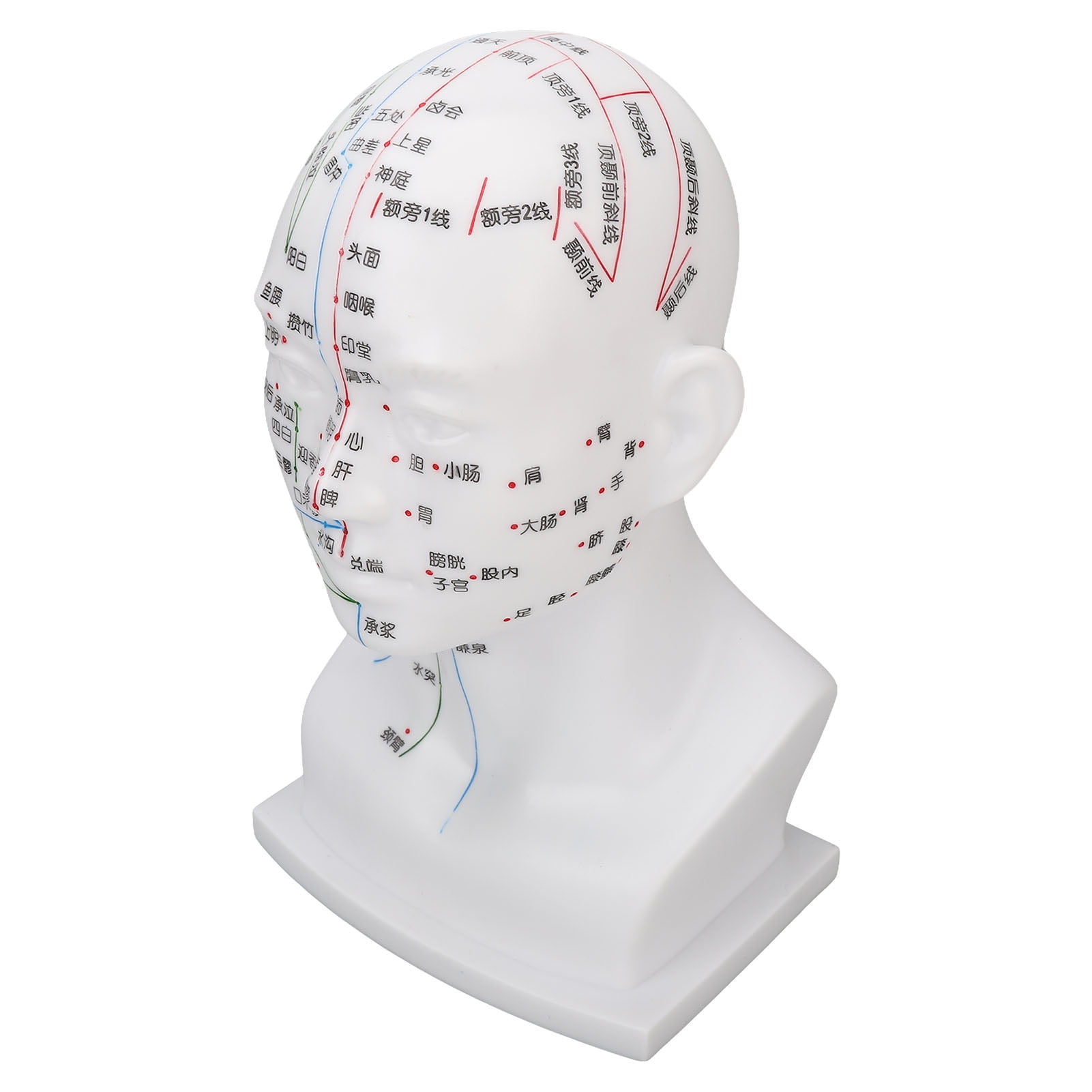 NFTIGB Professional 11.8 Inch / 30 cm PVC Acupuncture Point Head Model for Face Massage, Meridians Therapy Teaching Props, White - Durable Traditional Chinese Medicine Study Tool for Clinic