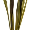thumbnail image 4 of Vickerman 36-40" Basil Bahia Spears. Includes 18 Stems (2 - 9 Stem Bunches), Dried, 4 of 6