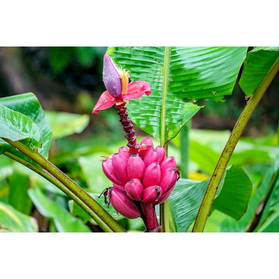 Pink Flowering Banana- 20 Seeds -- Nice ornamental Tropical  -Musa velutina -Good Container plant