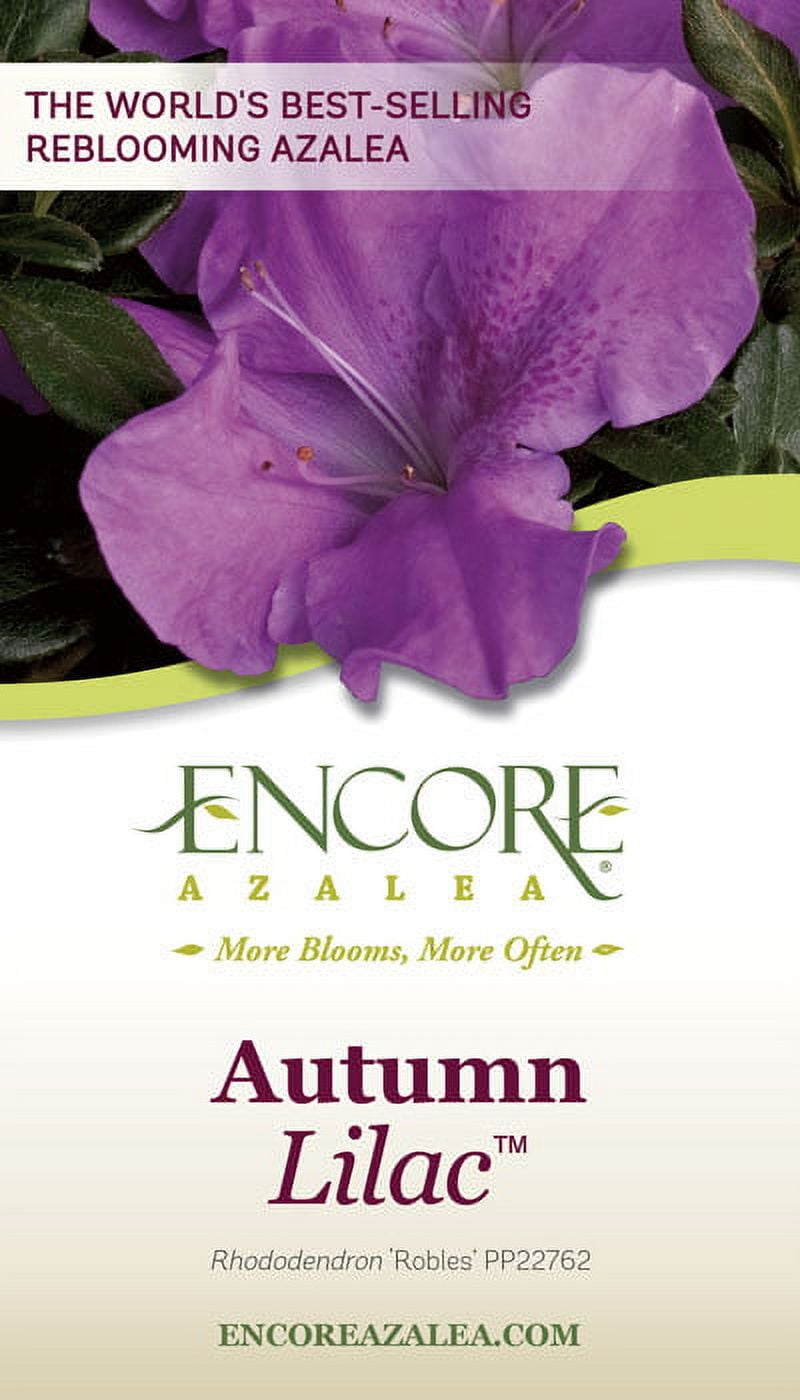 Encore Azalea Autumn Lilac (3 Gallon) Purple Flowering Shrub - Full Sun Live Outdoor Plant