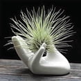 thumbnail image 1 of Dahey Air Plant Holder Cute Ceramic Mini Hand Shape Stand Airplants Tillandsia Small Container Pot Plant Decorative Home Decor for Desk Table Shelf,White,1 Pack, 1 of 4