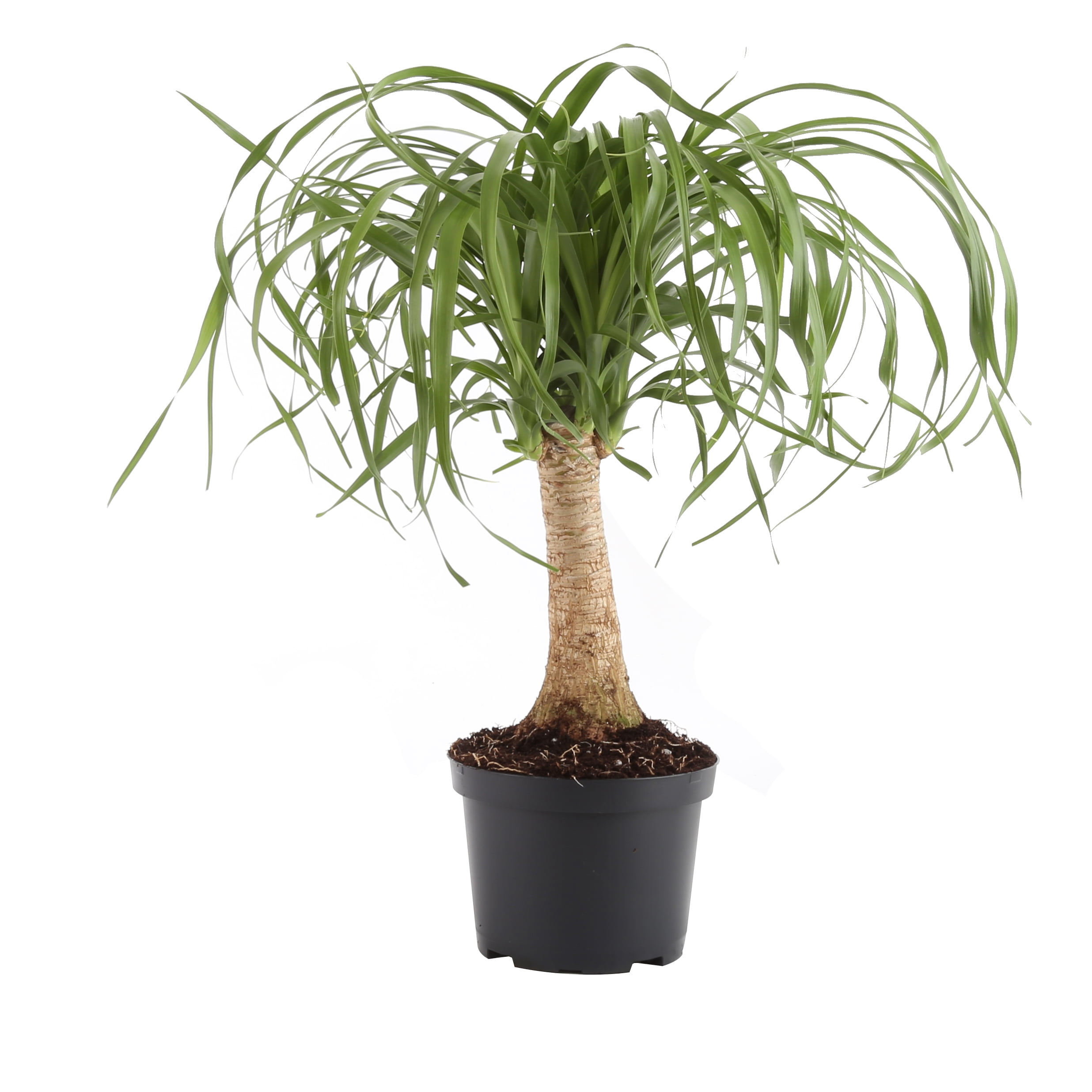 Beaucarnea Recurvata Live Plant Ponytail Palm aka Elephants Foot Indoor Live Plant Fit 1QRT Pot 