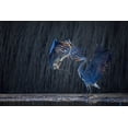 thumbnail image 2 of Chang, Phillip 14x11 Black Ornate Wood Framed with Double Matting Museum Art Print Titled - Grey heron, 2 of 4
