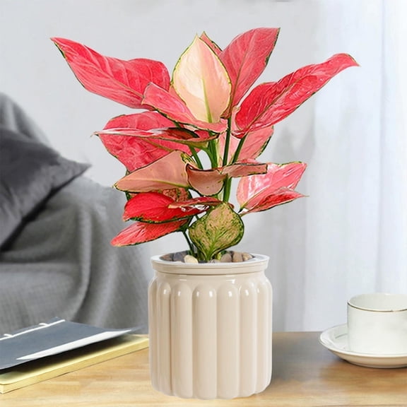 Self Watering Plant Pots, Transparent Hydroponic Planter for Indoor Plants, Clear Plastic Flower Pot with Deep Water Reservoir for Home Decor, Green Plant Lovers