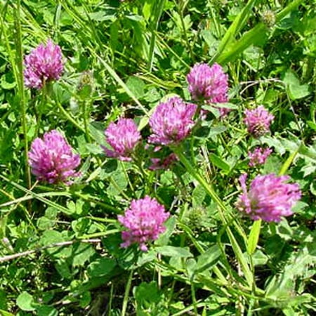 - The Dirty Gardener Medium Red Clover, 200 Seeds