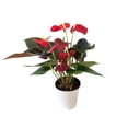 thumbnail image 1 of Mini anthurium en maceta, 1 of 2