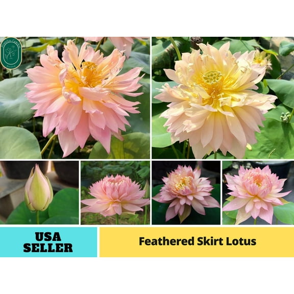 5 Rare Seeds| Feathered Skirt Lotus Seeds - Indian Lotus (Nelumbo nucifera) Seeds - Flower Seeds - B3G1 #Q031