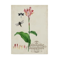 Trademark Fine Art 'Canna And Dragonflies II' Canvas Art by Vision Studio