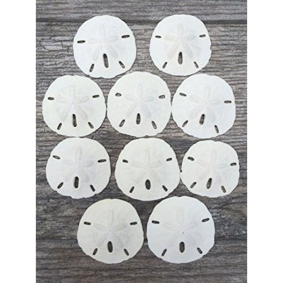 Sand Dollar | Real Sand Dollars 3"-3 1/2" (Set of 10) | Sand Dollar Shells