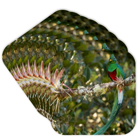 3drose, Resplendent Quetzal, Costa Rica 4., Set of 8 Coasters - Cork