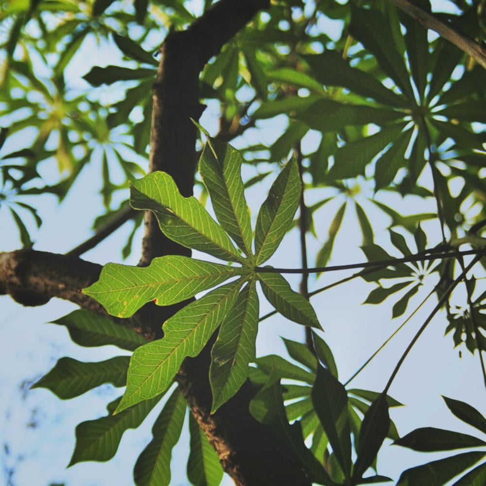 Expert Gardener 1-1.5 ft tall Paw Paw Live Tree in 1-Gallon Grower Pot