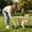 Green773, variant on Tuvgenk Dog Waste Pick Up Foldable Portable Long Handle Cleaner Ergonomic Labor Saving Layout for Outdoor Walking Yard Maintenance