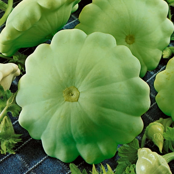 Organic Peter Pan F1 Hybrid Summer Squash Seeds - 4 g Packet ~35 Seeds - Non-GMO, Certified Organic, F1 Hybrid - Vegetable Garden - Cucurbita pepo