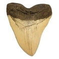 thumbnail image 4 of The Meg Gift - Two 5.5 inch Megalodon Tooth Replicas, Genuine Meg Tooth Partial & 5 Lamna Oblique Shark Teeth, 4 of 5