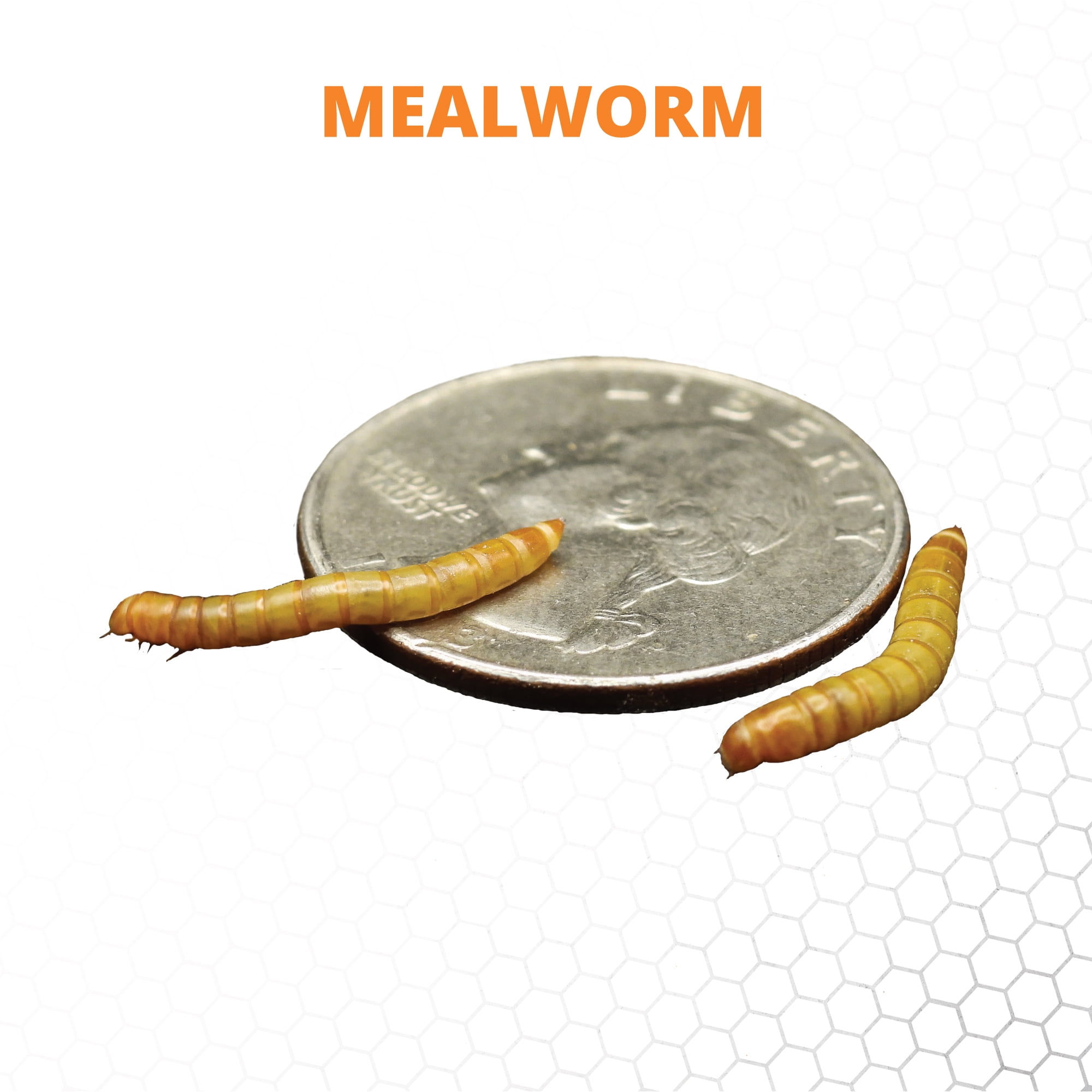 Mack's Natural Reptile Food 1 x Box of 1,000 Large Standard Mealworms