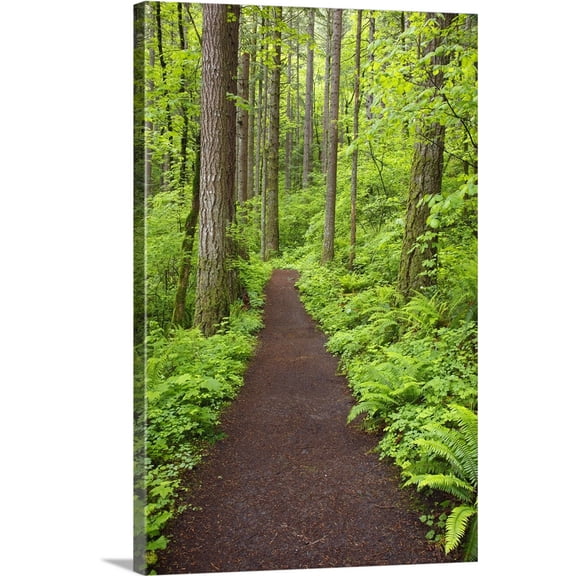 Great BIG Canvas | "A Trail In Columbia River Gorge National Scenic Area; Oregon" Canvas Wall Art - 32x48