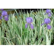 3 Iris Palida Variegata/Sweet Iris/Dalmation Iris in separate 4 inch pots