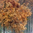 thumbnail image 3 of Masterpiece Art Gallery Breathe Autumn Forest Trail by Irene Weisz Canvas Photo Art Print 30" x 40", 3 of 4