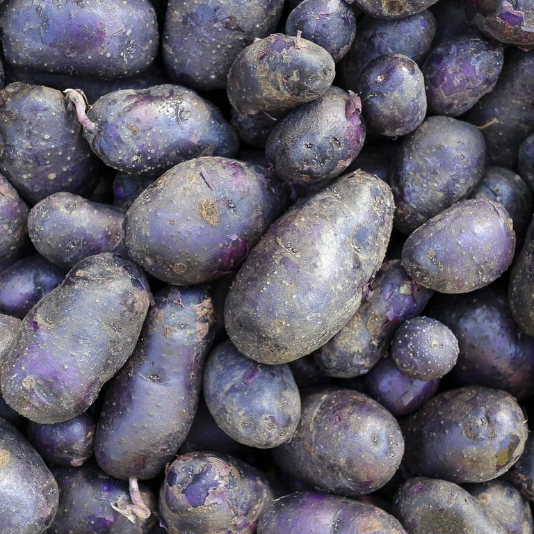 Van Zyverden Potatoes Adirondack Blue Set of 12 Bulbs Multicolor