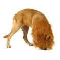thumbnail image 5 of Mascotas Cachorro Perro Disfraz De Halloween Melena De León Con Orejas Disfraz,11 Feliz Sencillez, 5 of 5