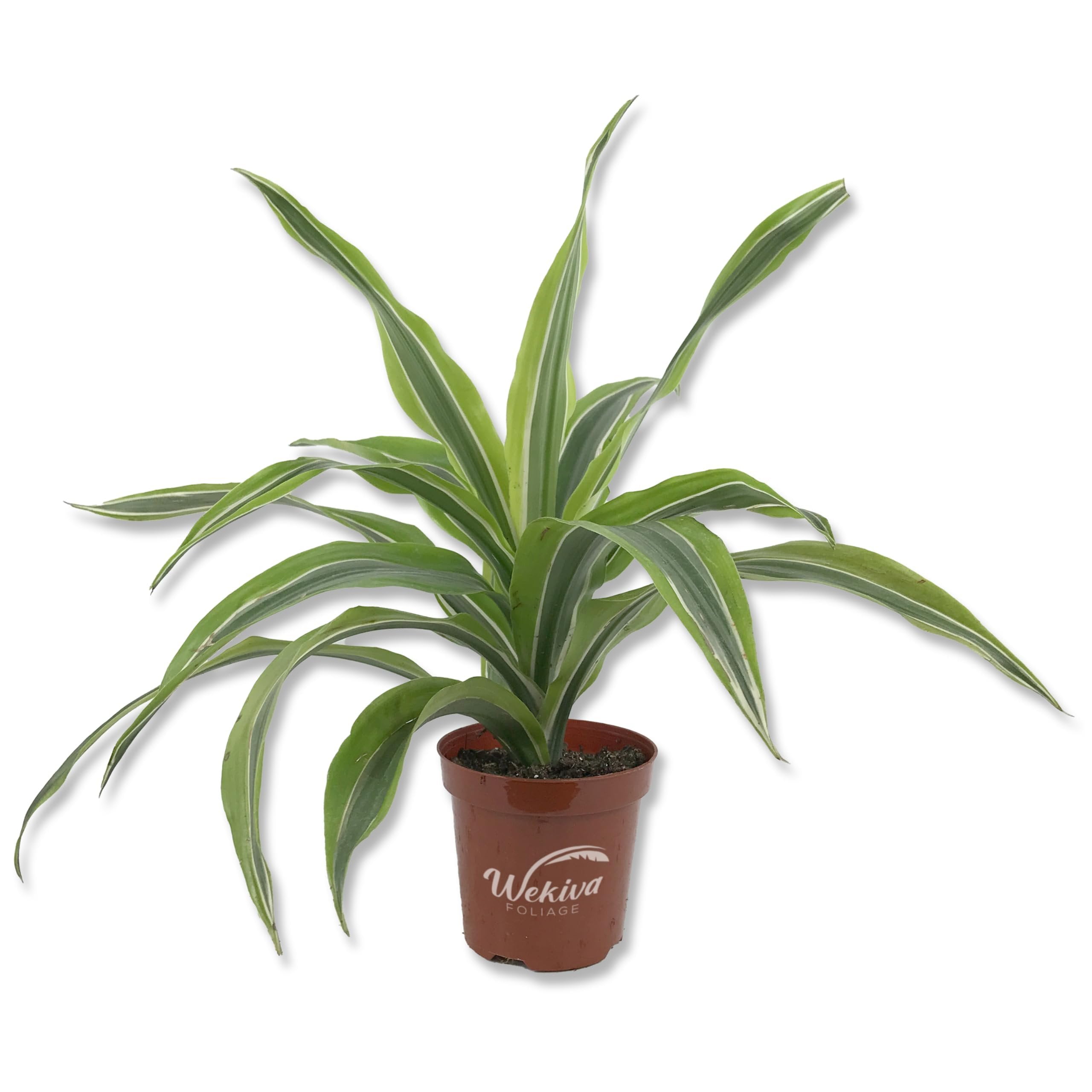 Dracaena Art Carmen - Live Plant in an 8 Inch Growers Pot - Dracaena  Deremensis Art Carmen - Beautiful Indoor Air Purifying Houseplant -  Walmart.com