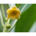 thumbnail image 3 of Yellow Anise Plant  10 Live Plants  Illicium Parviflorum  Fragrant Foliage  Evergreen Shrub  Star Anise Aromatic Ornamental, 3 of 9