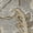 Grey/Multi, variant on SAFAVIEH Bella Amala Floral Traditional Wool Area Rug, Ivory/Multi, 4' x 6'