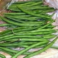 thumbnail image 3 of 50 TENDERGREEN GREEN BEAN Phaseolus Vulgaris Vegetable Seeds, 3 of 3