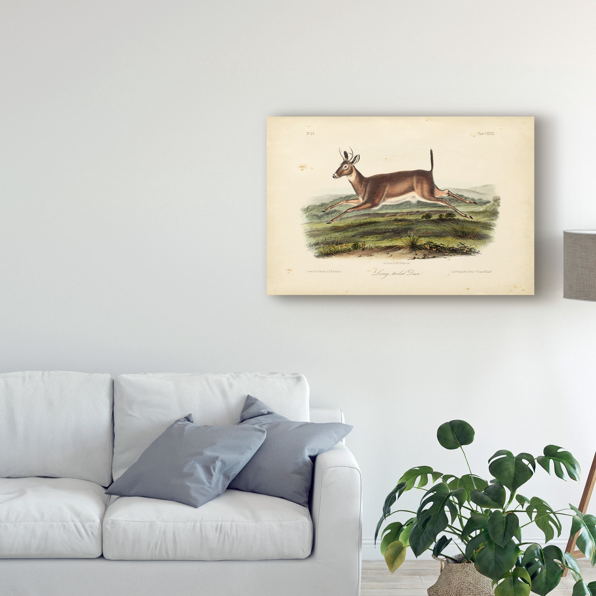 Trademark Fine Art 'Long tailed Deer' Canvas Art by John James Audubon