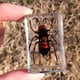 thumbnail image 4 of Injueey Materiales respetuosos con el medio ambiente para un espécimen de escarabajo avispa araña escorpión seguro y confiable Decoración del hogar araña peluda, 4 of 6