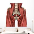thumbnail image 1 of Psoas Muscles Wall Decal by Wallmonkeys Peel and Stick Graphic (48 in H x 43 in W) WM172715, 1 of 4