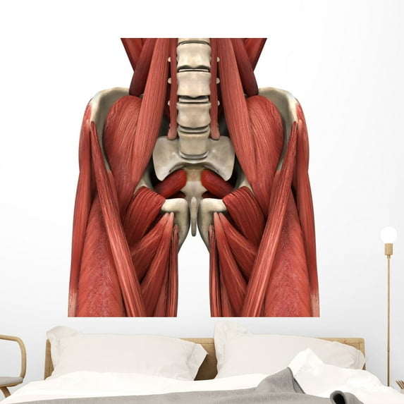 Psoas Muscles Wall Decal by Wallmonkeys Peel and Stick Graphic (48 in H x 43 in W) WM172715