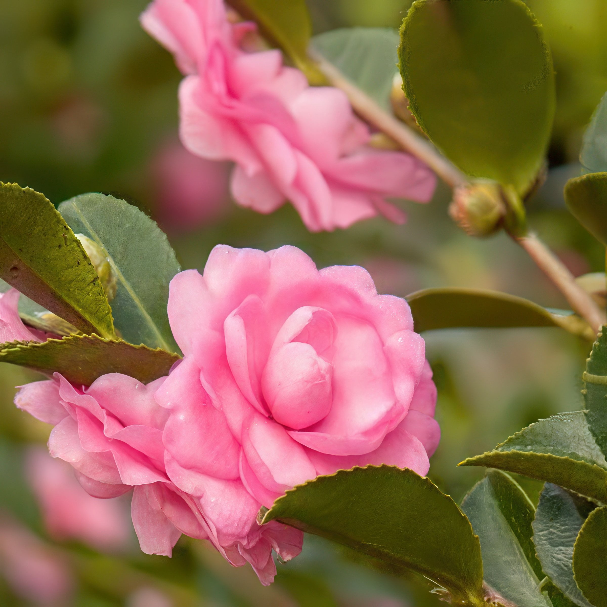 National Plant Network 1 gal. Camellia Sasanqua October Magic Pink Perplexion Shrub