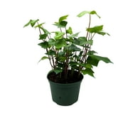 Algerian Ivy, Canary Island Ivy, Canary Ivy, Coney Island Ivy, Madeira Ivy in 6 inch Pot