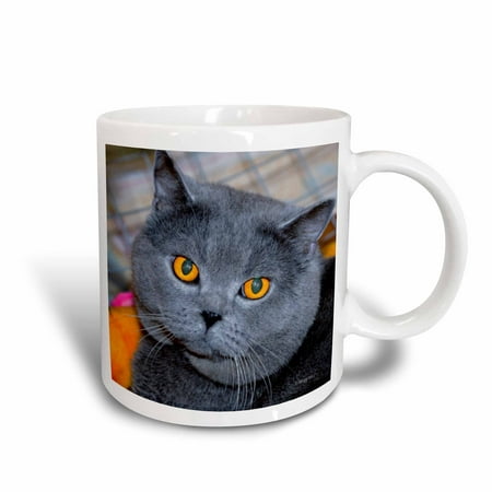 3dRose British Short Hair cat, Ceramic Mug, (Best Food For British Shorthair)