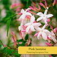 thumbnail image 2 of 12 Pink Jasmine – Highly Fragrant White-Blooming Evergreen Climbing Vine for Trellises, Fences & Containers – (Jasminum polyanthum) in 2.5″ Cubes, Live Plants, 2 of 8
