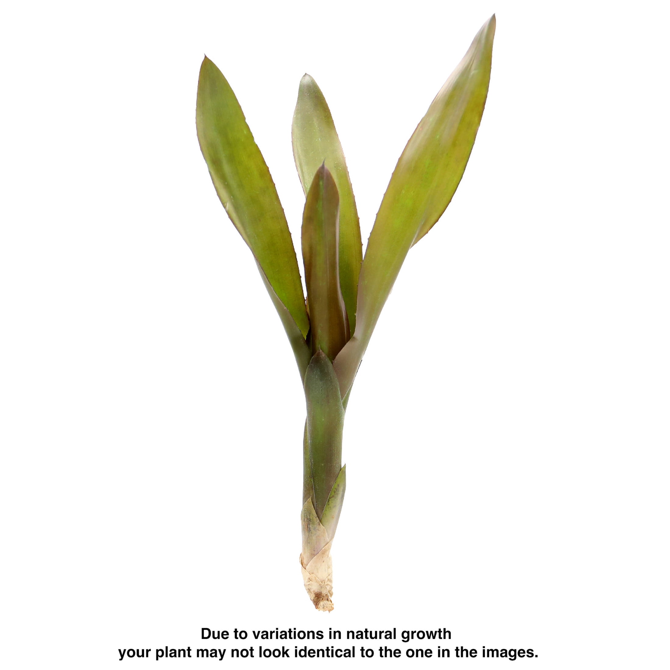 ReptiCulture Voodoo Doll Bromeliad Plant 3 ct