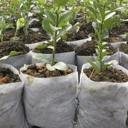 100Pcs Biodegradable Non-Woven Nursery Bags Plant Grow Environmental Bags Fabric Seedling Pots Plants Pouch Home Garden Supply (Grow