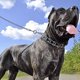 thumbnail image 3 of Coastal Pet Titan Dog Prong Collar De Entrenamiento Cromado, 3 of 3