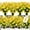 Yellow, variant on Sinhoon 8Pcs Artificial Flowers Outdoor UV Resistant Fake Flowers ,Faux Plastic Flower Greenery Shrubs Plants for Indoor Outside Hanging Planter Home Garden Decoration (White)