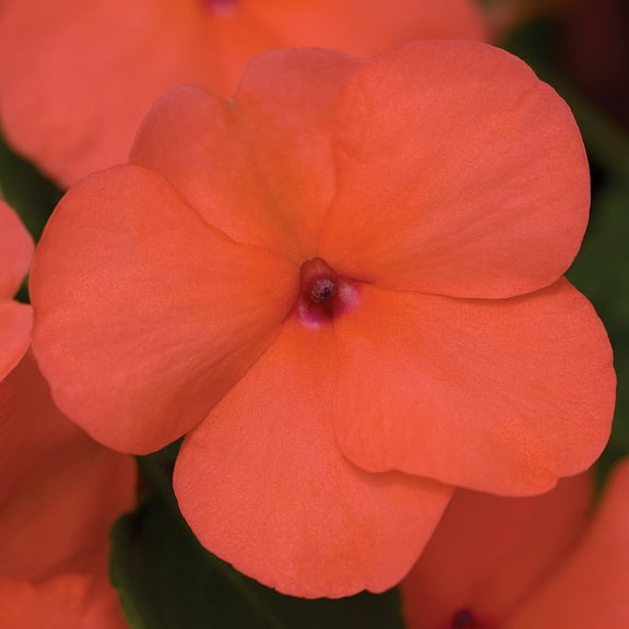 Impatiens Walleriani Xtreme Salmon 8 - 10 Inch Plants - 150 Seeds