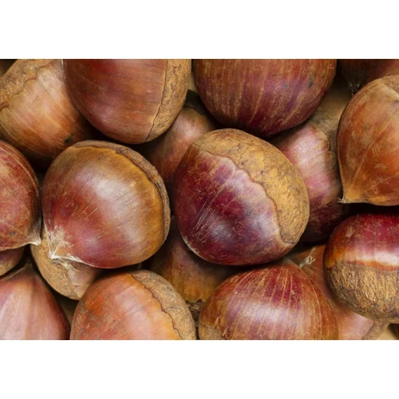 Kna Prints - 1 Pcs Poster Raw Chestnuts Poster Chestnut Nut Autumn Tree Poster Gift #16409, UNFRAMED-8x12